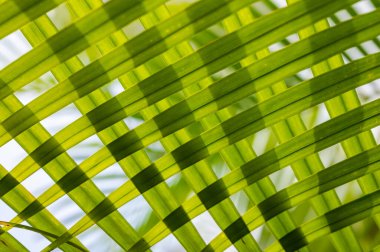 Yeşil palmiye yaprağı arka plan ile çiy damlaları