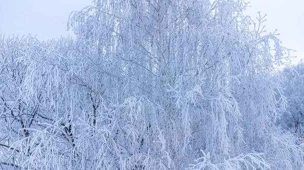 Bäume Sind Mit Einer Dicken Eisschicht Bedeckt — Stockfoto