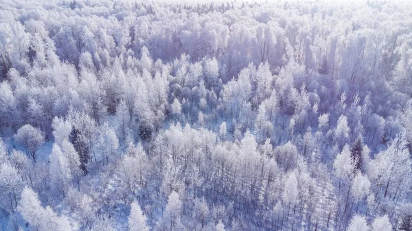 Bomen Zijn Bedekt Met Een Dikke Laag Ijs — Stockfoto