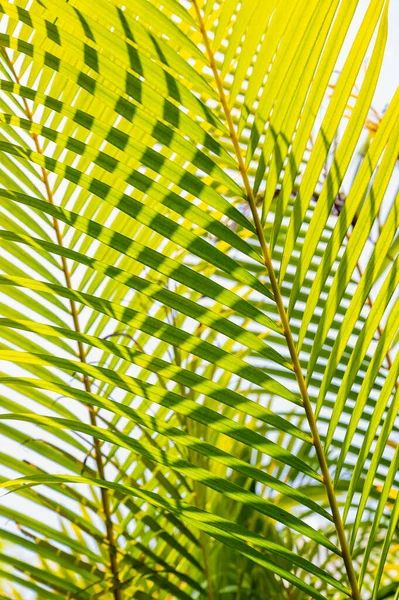 Sfondo Foglia Palma Verde Con Gocce Rugiada — Foto Stock