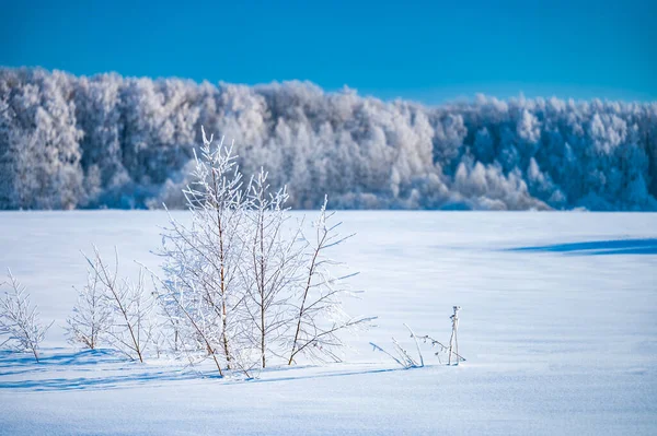 Paesaggio Forestale Inverno Gelido Giorno Coperto Alberi Hoarfrost — Foto Stock