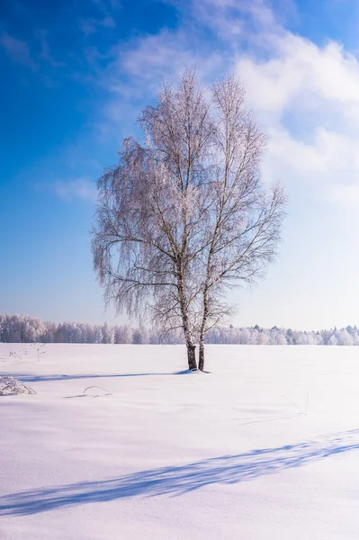 Árvores São Cobertas Com Uma Espessa Camada Gelo — Fotografia de Stock