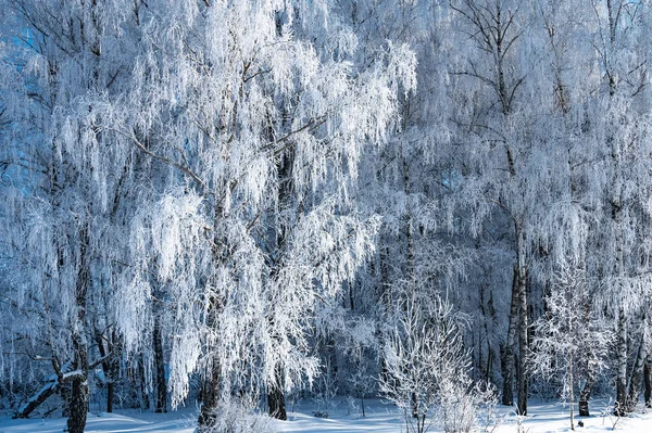 風景は雪に覆われた海岸でまだ池ではありません — ストック写真