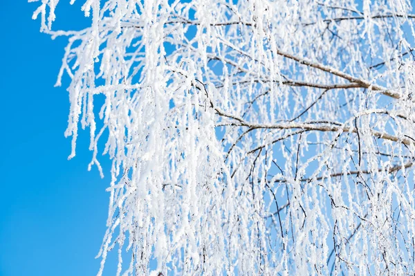 Δασικό Τοπίο Ψυχρός Ημέρα Του Χειμώνα Καλύπτονται Δέντρα Παγετός — Φωτογραφία Αρχείου