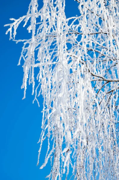 Waldlandschaft Winter Frostiger Tag Mit Raureifbäumen Bedeckt — Stockfoto