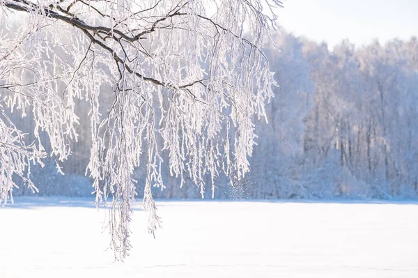 Деревья Покрыты Толстым Слоем Льда — стоковое фото