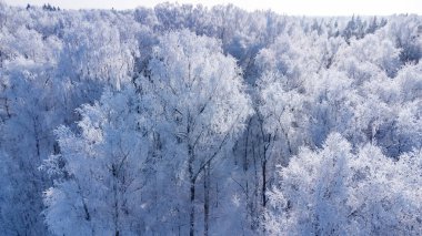 ağaçlar buz kalın bir tabaka ile kaplı