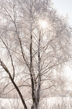 ağaçlar buz kalın bir tabaka ile kaplı