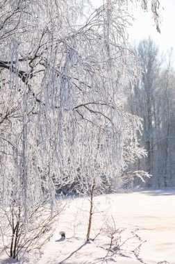 ağaçlar buz kalın bir tabaka ile kaplı