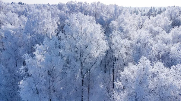 木は氷の厚い層で覆われて — ストック写真