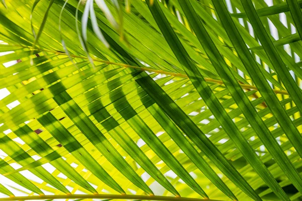 Verde Folha Palma Fundo Com Gotas Orvalho — Fotografia de Stock
