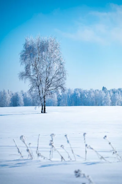 霧氷の木で覆われた冬の凍るような日における森林景観 — ストック写真