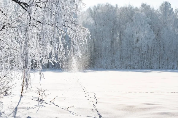 Gli Alberi Sono Ricoperti Uno Spesso Strato Ghiaccio — Foto Stock