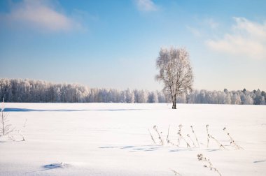 Orman manzara kış soğuk günde hoarfrost ağaçlarıyla kaplı
