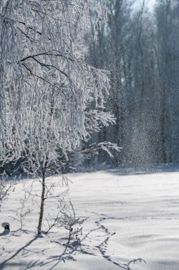 Orman manzara kış soğuk günde hoarfrost ağaçlarıyla kaplı