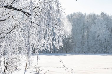 ağaçlar buz kalın bir tabaka ile kaplı