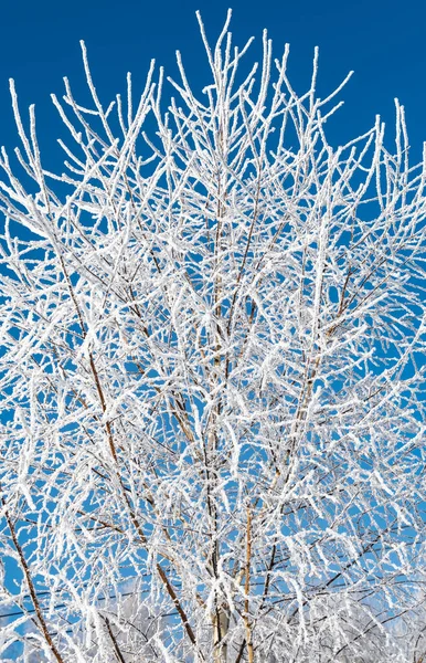 Waldlandschaft Winter Frostiger Tag Mit Raureifbäumen Bedeckt — Stockfoto