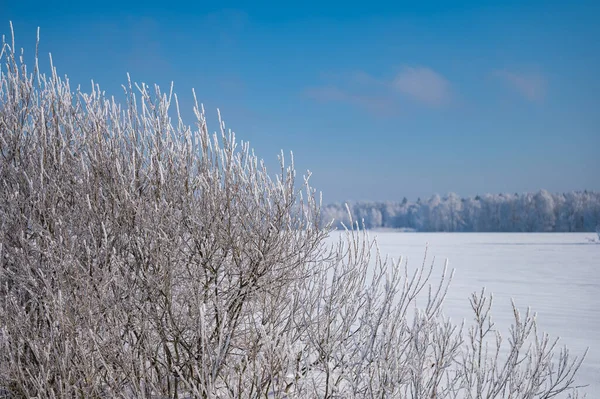 Paesaggio Forestale Inverno Gelido Giorno Coperto Alberi Hoarfrost — Foto Stock