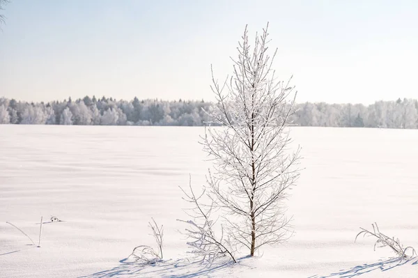 Landschap Niet Nog Steeds Vijver Met Besneeuwde Kust — Stockfoto