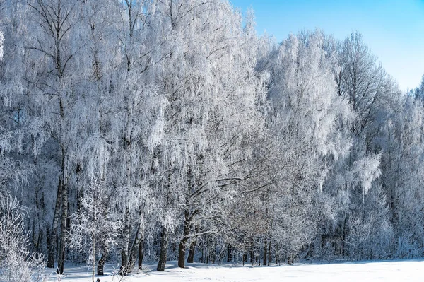 Krajobraz Nie Jest Jeszcze Staw Snowy Brzeg — Zdjęcie stockowe