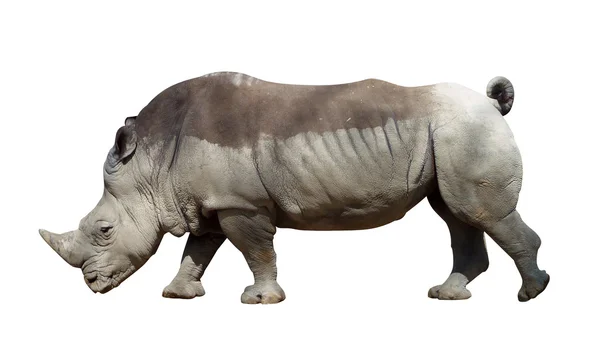 Rhinoceros — Stock Photo, Image