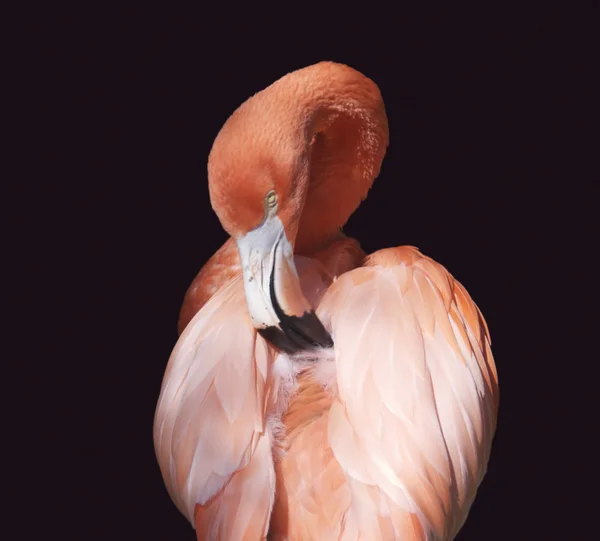 Фламинго Стоковое Фото