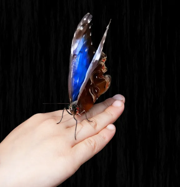 Butterfly On Childs Hand — Stock Photo, Image