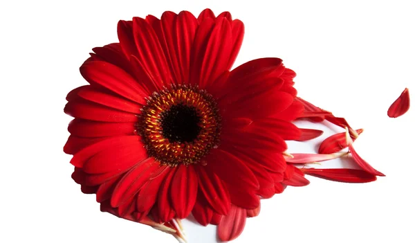 Red Gerbera — Stock Photo, Image