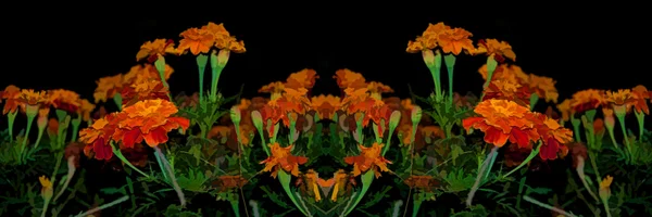 Medley flor naranja — Foto de Stock
