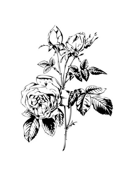 Biały ilustracja kwiat róży, czarny — Zdjęcie stockowe
