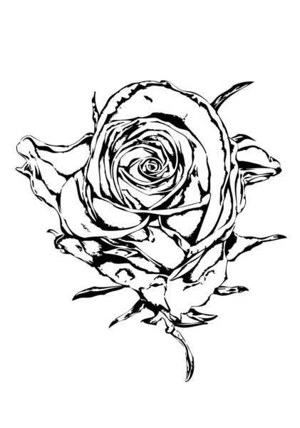 Rosa Blume schwarz weiß — Stockfoto
