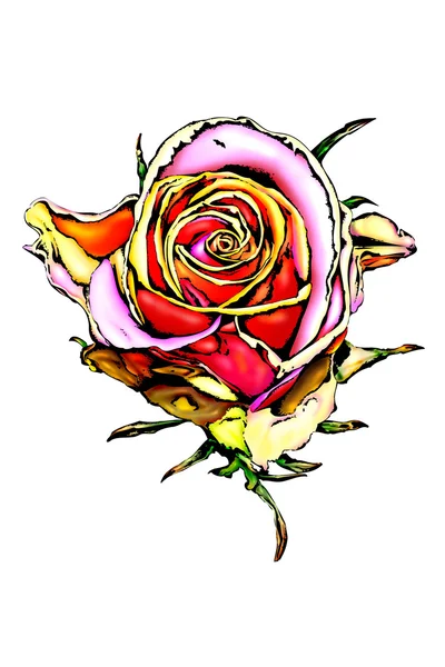 Rózsa virág színe — Stock Fotó