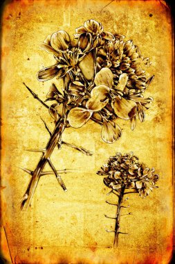 çiçek doğal bitki sanat tasarım