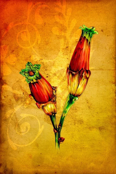 Virág természet növényi art design — Stock Fotó