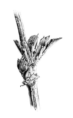 çiçek doğal bitki sanat tasarım