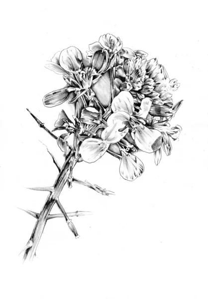 Çiçek doğal bitki sanat tasarım — Stok fotoğraf