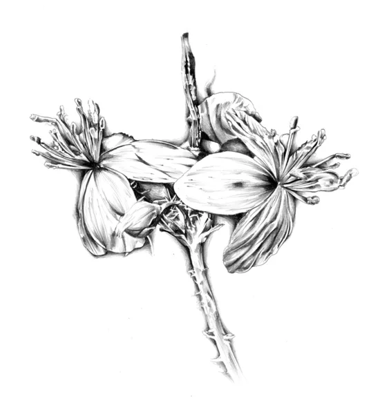 Kwiat natura roślina sztuka projektowania — Zdjęcie stockowe