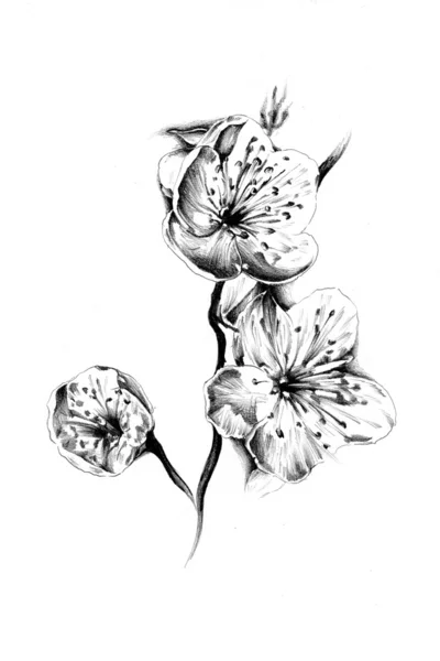 Blomma natur växt konstdesign — Stockfoto