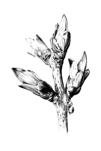 Fleur nature plante art design — Photo