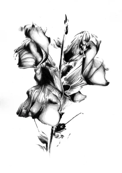 Blomma natur växt konstdesign — Stockfoto
