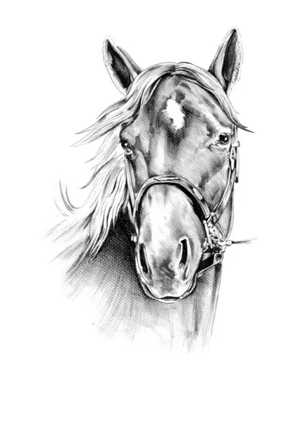 Horse head drawing Stock Photos