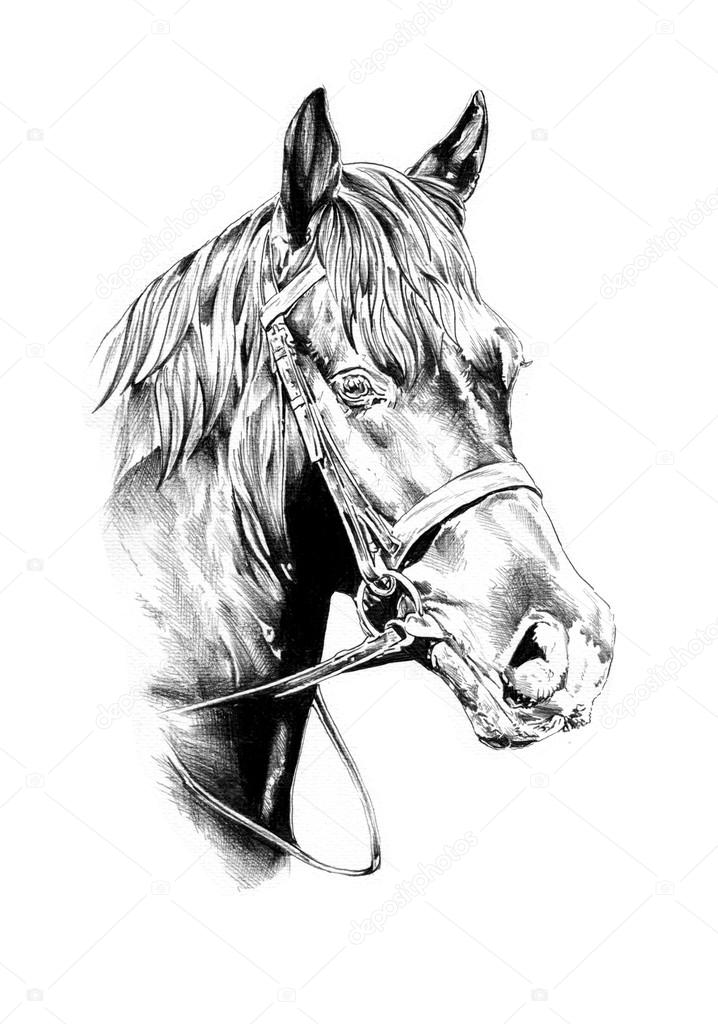 Desenho De Lápis Da Cabeça De Cavalo Ilustração Stock