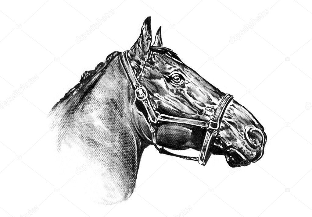 Desenho De Lápis Da Cabeça De Cavalo Ilustração Stock