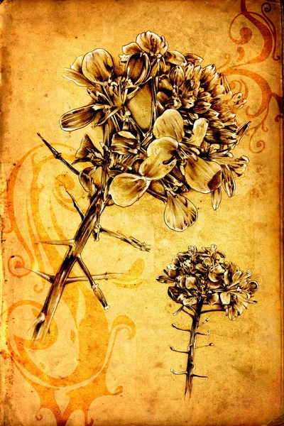 Antieke bloem kunst tekening handgemaakte — Stockfoto