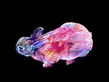 Yeşil çayırlarda oturan sevimli tavşan, Paskalya tavşanı avı