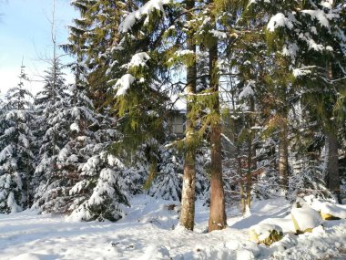 Kış manzarası, panorama, bayrak - kış ormanlarındaki karlı yol manzarası