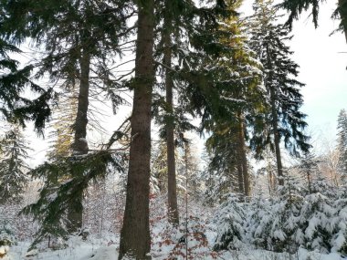 Kış manzarası, panorama, bayrak - kış ormanlarındaki karlı yol manzarası