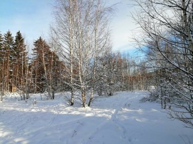 Kış manzarası, panorama, bayrak - kış ormanlarındaki karlı yol manzarası