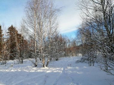 Kış manzarası, panorama, bayrak - kış ormanlarındaki karlı yol manzarası