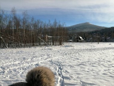 Kış manzarası, panorama, bayrak - kış ormanlarındaki karlı yol manzarası